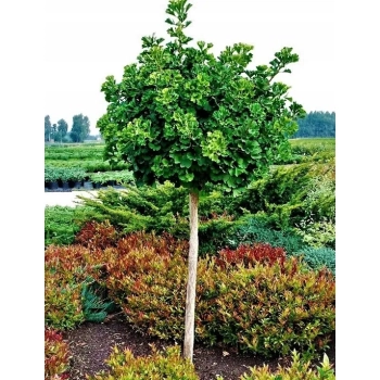 MIŁORZĄB MARIIKEN szczepiony na pniu odporny na mróz - sadzonki 120 / 140 cm